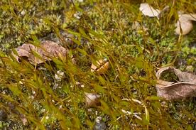 Attēlu rezultāti vaicājumam “Tortula subulata sporophyte”