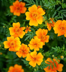 Attēlu rezultāti vaicājumam “Tagetes”
