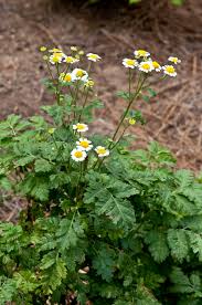 Image result for Tanacetum parthenium