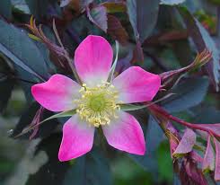 Attēlu rezultāti vaicājumam “Rosa glabrifolia”