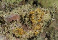 Attēlu rezultāti vaicājumam “Chaenotheca phaeocephala”