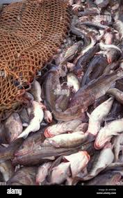 Image result for Gadus macrocephalus