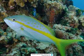 Image result for Ocyurus chrysurus