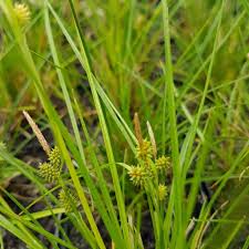 Attēlu rezultāti vaicājumam “Carex viridula fruit”