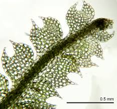 Attēlu rezultāti vaicājumam “Cephalozia lunulifolia”