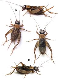 Attēlu rezultāti vaicājumam “Ectobius sylvestris male”