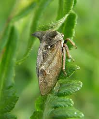 Attēlu rezultāti vaicājumam “Centrotus cornutus”