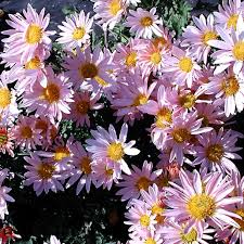 Image result for Chrysanthemum spectabile
