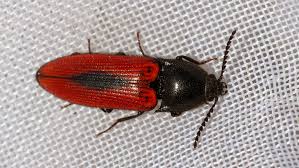 Attēlu rezultāti vaicājumam “Ampedus sanguinolentus”