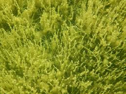 Attēlu rezultāti vaicājumam “Chara filiformis”