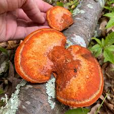 Attēlu rezultāti vaicājumam “Pycnoporus cinnabarinus”