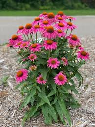 Image result for Echinacea purpurea