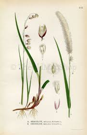 Attēlu rezultāti vaicājumam “Melica nutans flower”