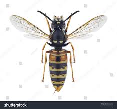 Attēlu rezultāti vaicājumam “Vespula rufa”