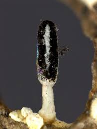 Attēlu rezultāti vaicājumam “Diachea leucopodia young”