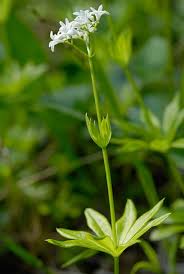 Image result for Galium odoratum