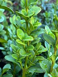 Attēlu rezultāti vaicājumam “Buxus sempervirens”
