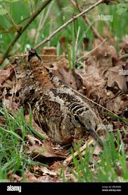 Attēlu rezultāti vaicājumam “Scolopax rusticola nest”