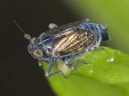 Attēlu rezultāti vaicājumam “Javesella pellucida female”