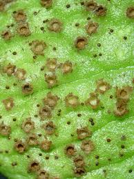 Attēlu rezultāti vaicājumam “Tranzschelia pruni-spinosae”