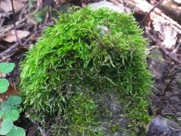 Attēlu rezultāti vaicājumam “Sciuro-hypnum curtum sporophyte”