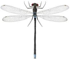 Attēlu rezultāti vaicājumam “Erythromma najas”