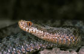 Attēlu rezultāti vaicājumam “Vipera berus adult”