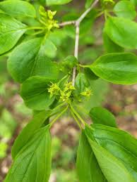 Attēlu rezultāti vaicājumam “Rhamnus cathartica”