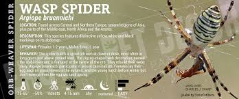 Attēlu rezultāti vaicājumam “Argiope bruennichi”