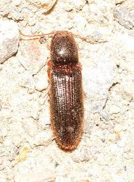 Attēlu rezultāti vaicājumam “Hemicrepidius sp.”