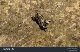 Attēlu rezultāti vaicājumam “Haematopota sp.”