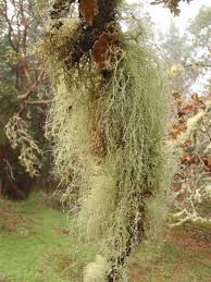 Attēlu rezultāti vaicājumam “Usnea filipendula”