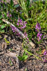 Attēlu rezultāti vaicājumam “Polygala comosa leaf”