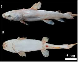 Image result for Ariopsis felis