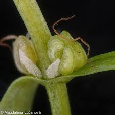 Attēlu rezultāti vaicājumam “Callitriche cophocarpa”