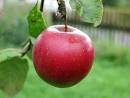 Animal By-Products on Fruits & Vegetables | Liberation BC blog