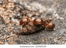 Attēlu rezultāti vaicājumam “Leiodidae”