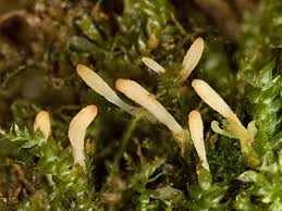 Attēlu rezultāti vaicājumam “Eocronartium muscicola”