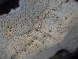 Attēlu rezultāti vaicājumam “Ceriporiopsis aneirina”