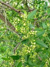 Attēlu rezultāti vaicājumam “Euonymus europaeus leaf”