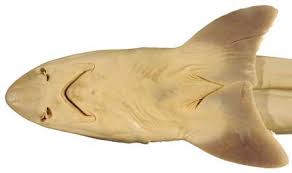 Image result for Mustelus antarcticus