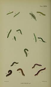 Attēlu rezultāti vaicājumam “Thera variata”