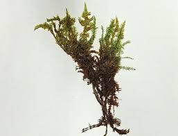 Attēlu rezultāti vaicājumam “Calliergon megalophyllum”