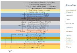 Attēlu rezultāti vaicājumam “Elmerina caryae”