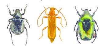 Attēlu rezultāti vaicājumam “Gnorimus variabilis”