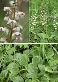 Attēlu rezultāti vaicājumam “Pyrola rotundifolia”