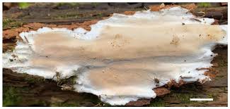 Attēlu rezultāti vaicājumam “Sidera lenis”