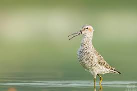 Image result for Calidris himantopus