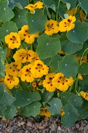 Image result for Tropaeolum minus