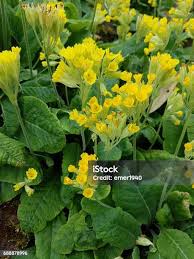 Attēlu rezultāti vaicājumam “Primula veris leaf”